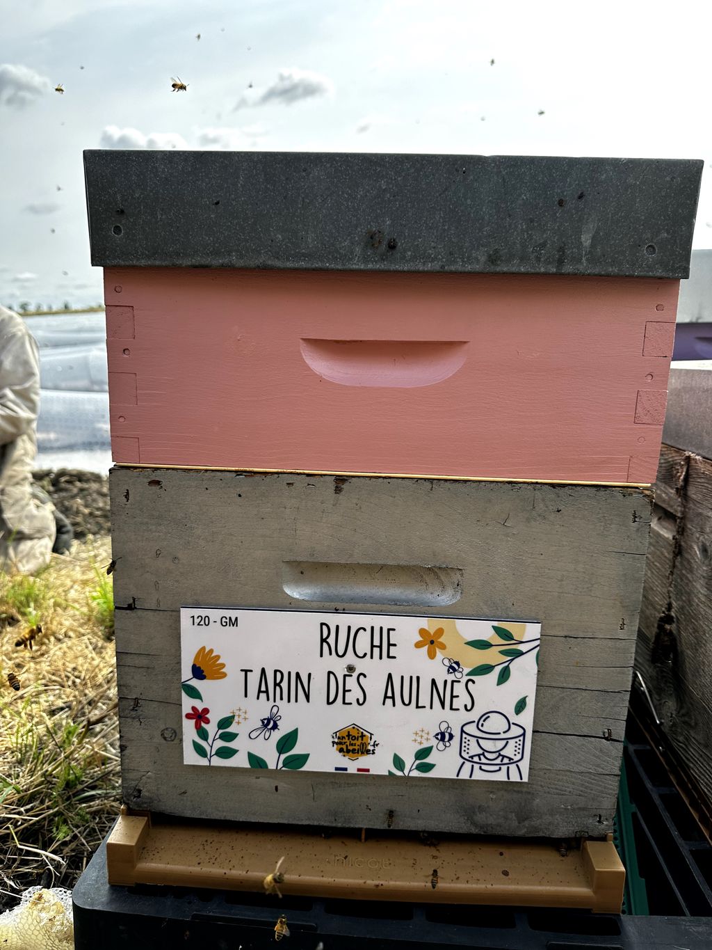 La ruche Tarin des aulnes