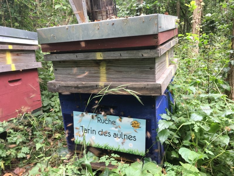 La ruche Tarin des aulnes