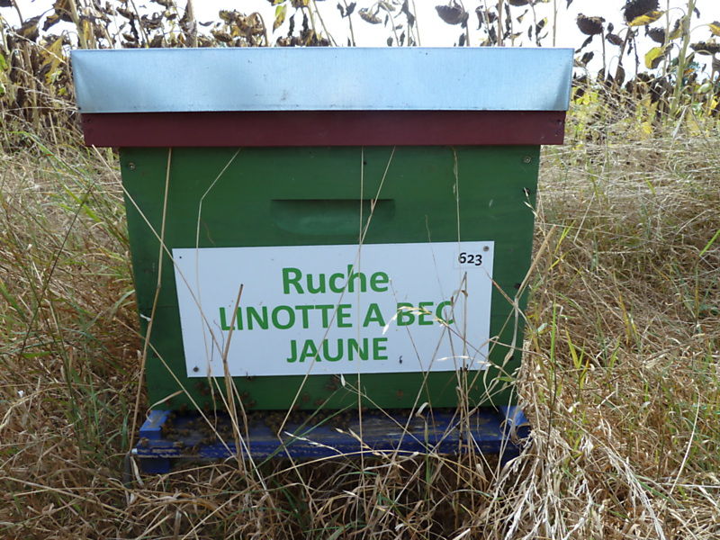 La ruche