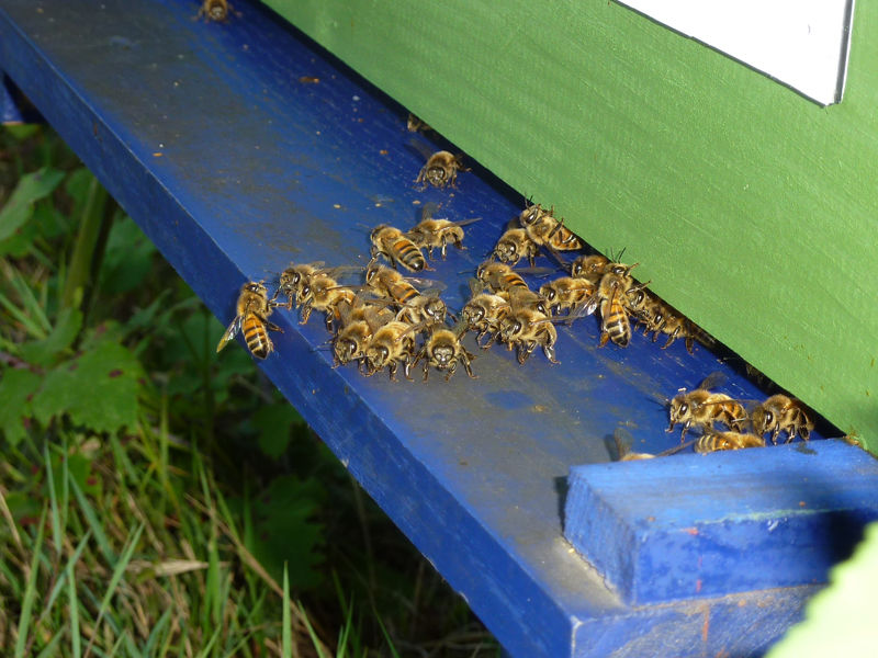 La ruche Linotte a bec jaune