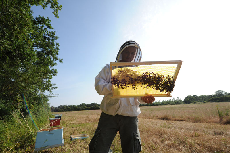 La ruche Linotte a bec jaune