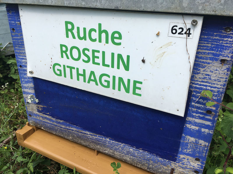 La ruche Roselin githagine