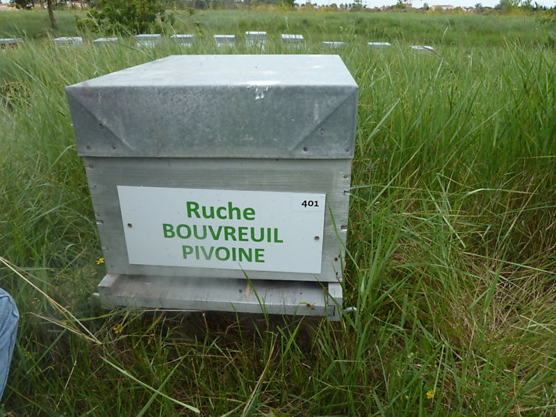 La ruche