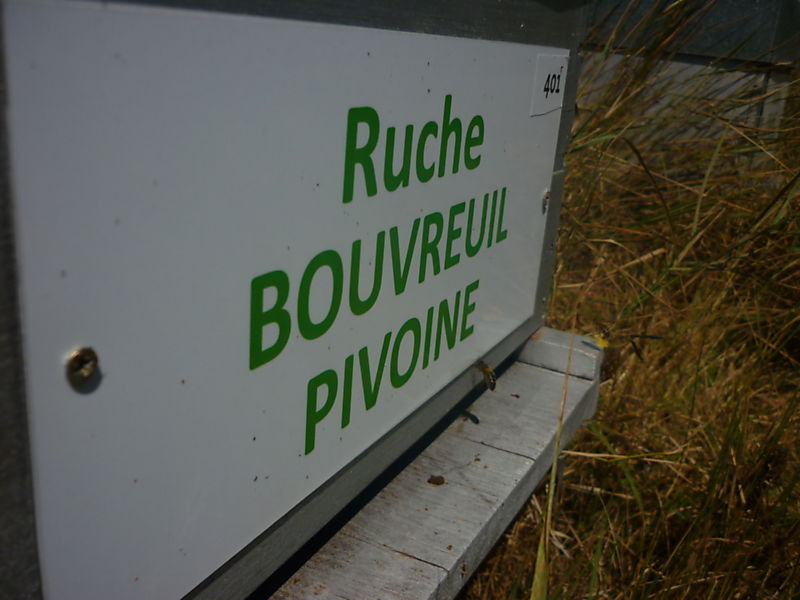 La ruche Bouvreuil pivoine