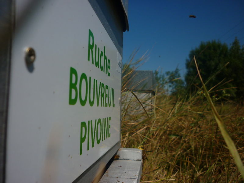 La ruche Bouvreuil pivoine
