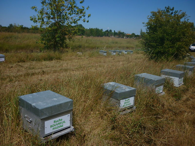 La ruche Bouvreuil pivoine