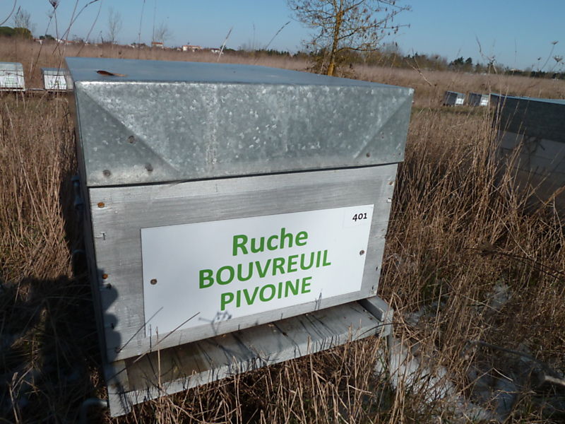 La ruche Bouvreuil pivoine