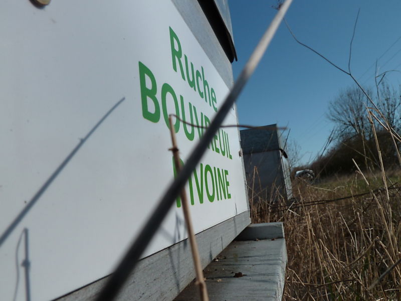 La ruche Bouvreuil pivoine