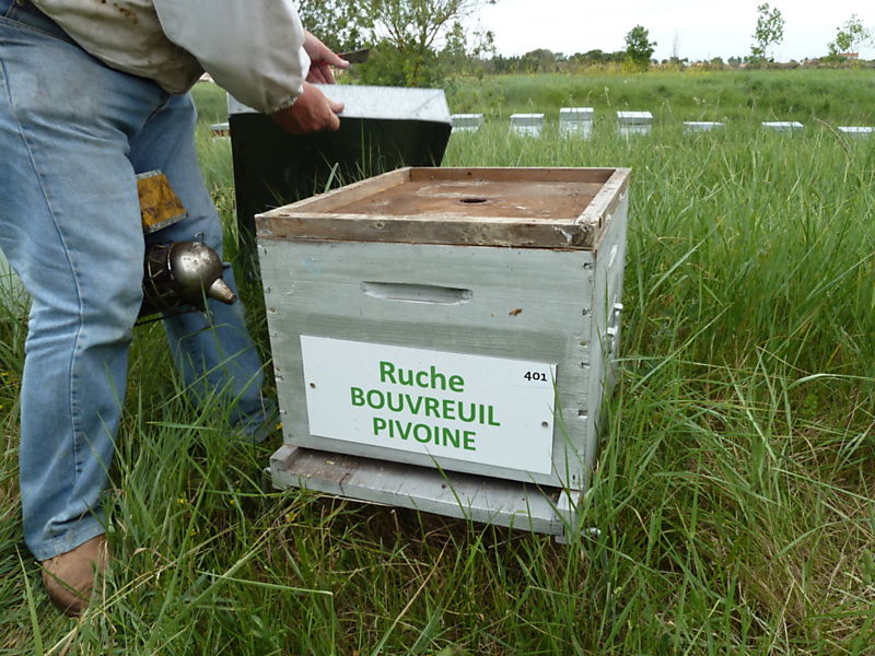 La ruche Bouvreuil pivoine