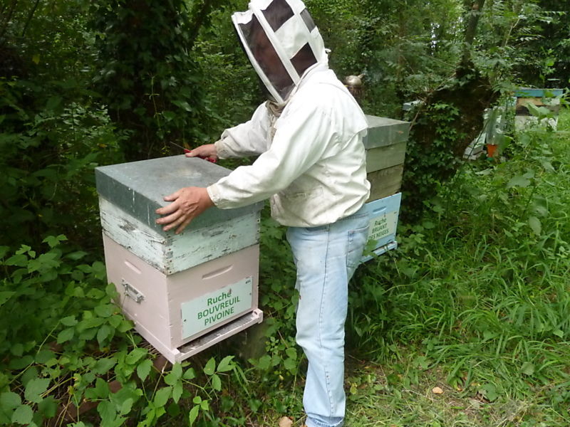 La ruche Bouvreuil pivoine