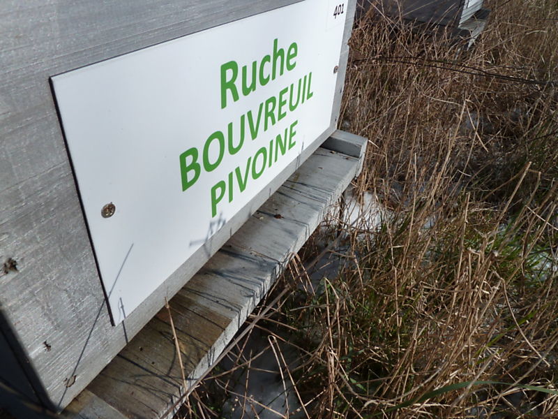 La ruche Bouvreuil pivoine
