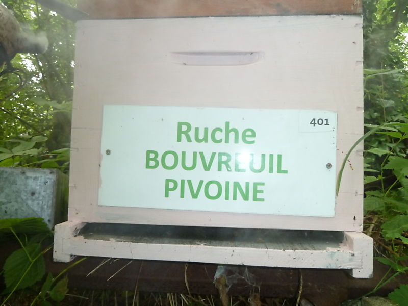 La ruche Bouvreuil pivoine