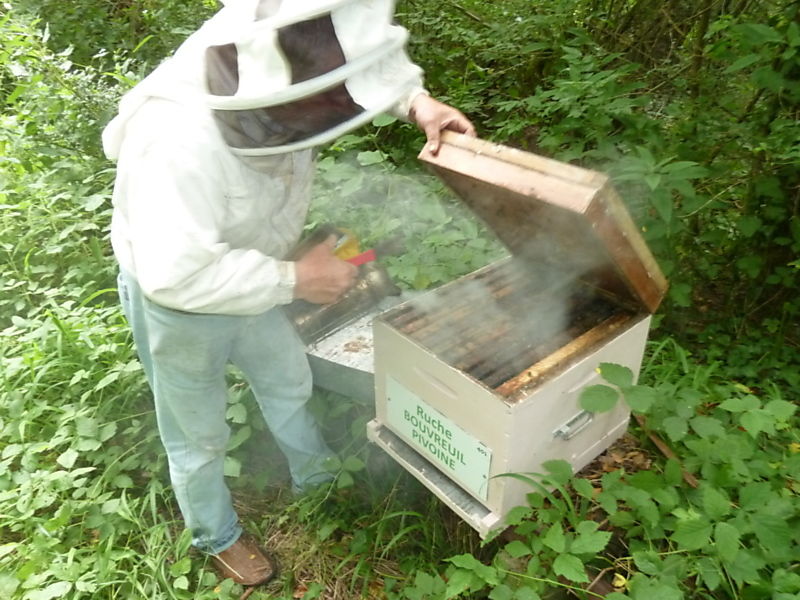 La ruche Bouvreuil pivoine
