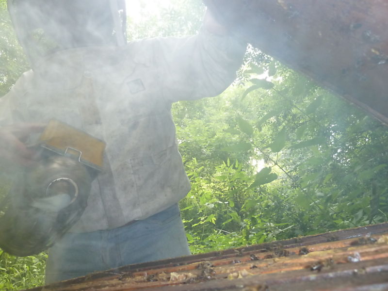 La ruche Bouvreuil pivoine