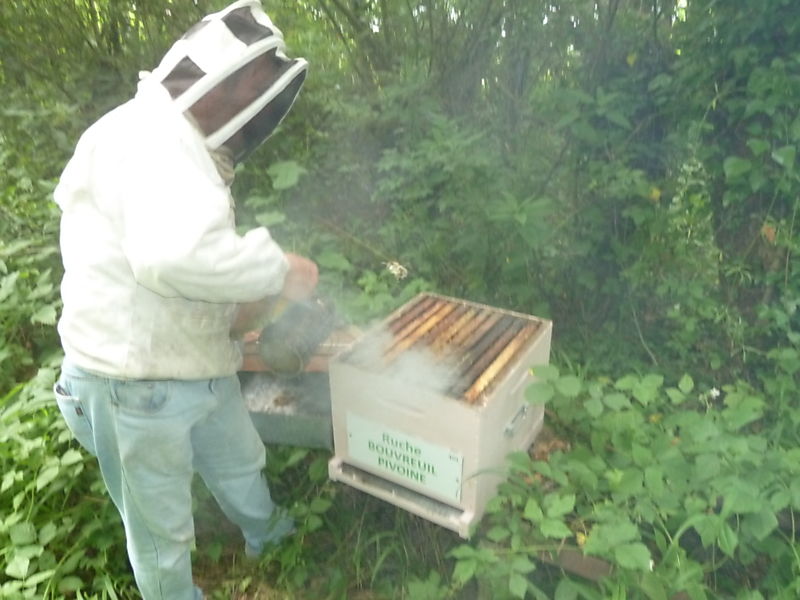 La ruche Bouvreuil pivoine