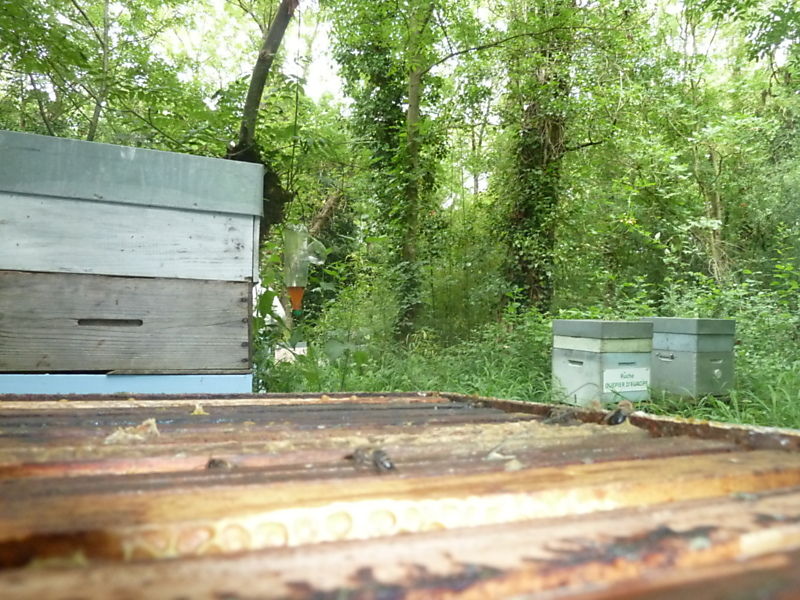 La ruche Bouvreuil pivoine