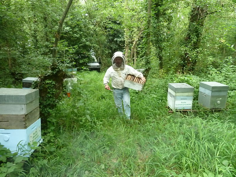 La ruche Bouvreuil pivoine