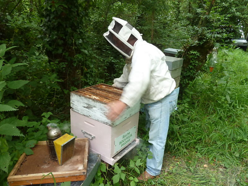 La ruche Bouvreuil pivoine