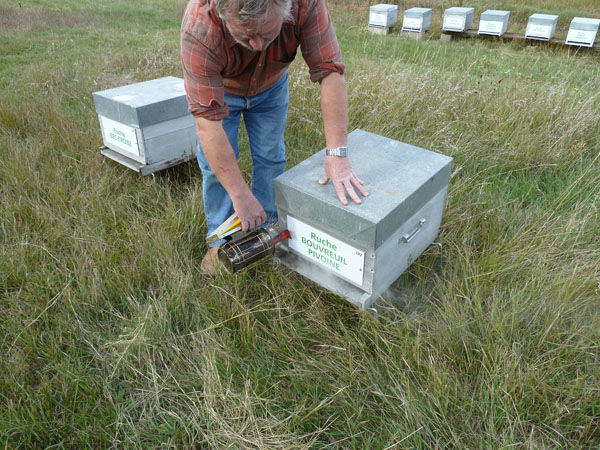 La ruche Bouvreuil pivoine