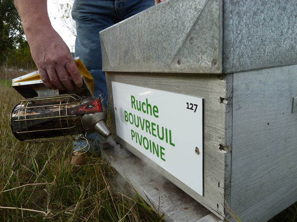 La ruche Bouvreuil pivoine