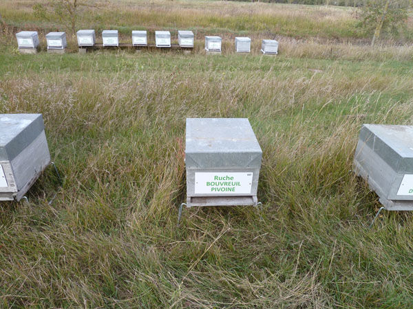 La ruche Bouvreuil pivoine