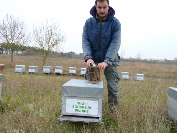 La ruche Bouvreuil pivoine