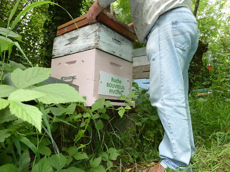 La ruche Bouvreuil pivoine
