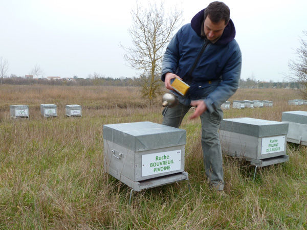 La ruche Bouvreuil pivoine