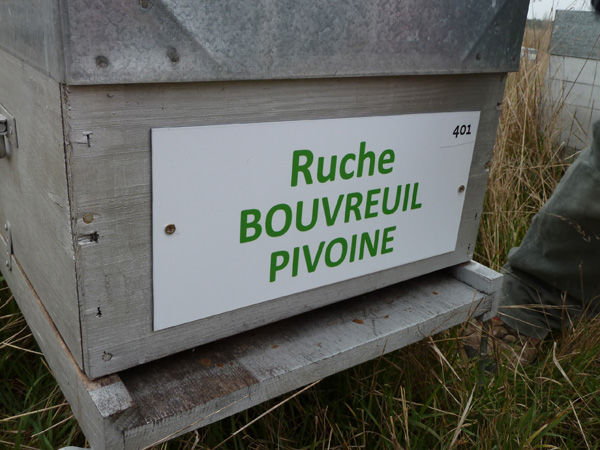 La ruche Bouvreuil pivoine
