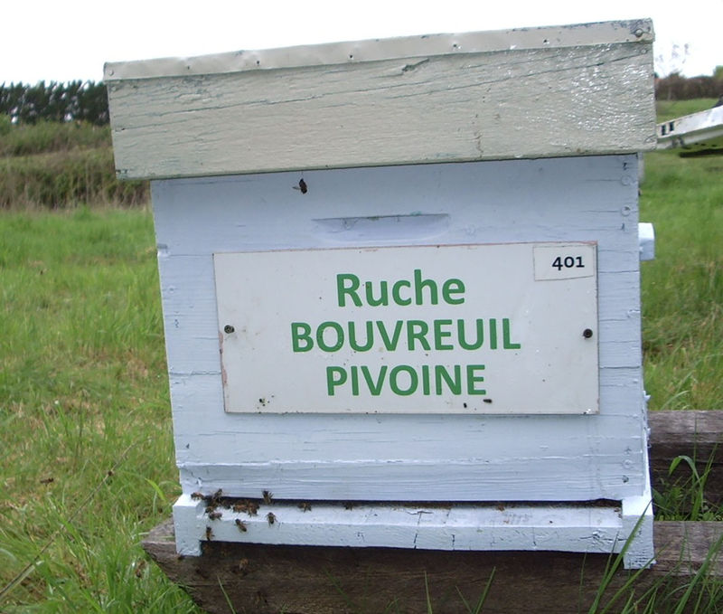 La ruche Bouvreuil pivoine