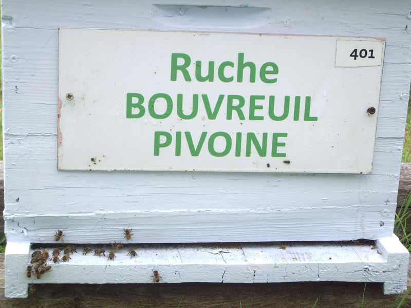 La ruche Bouvreuil pivoine