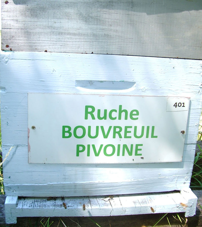 La ruche Bouvreuil pivoine