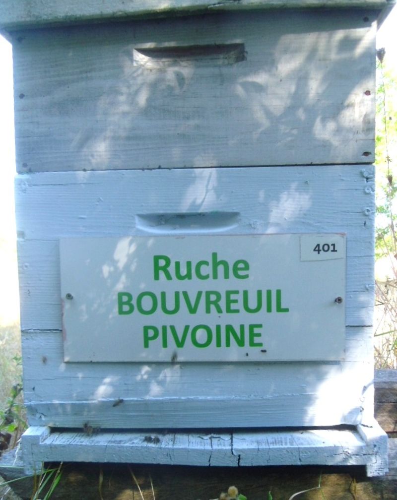 La ruche Bouvreuil pivoine
