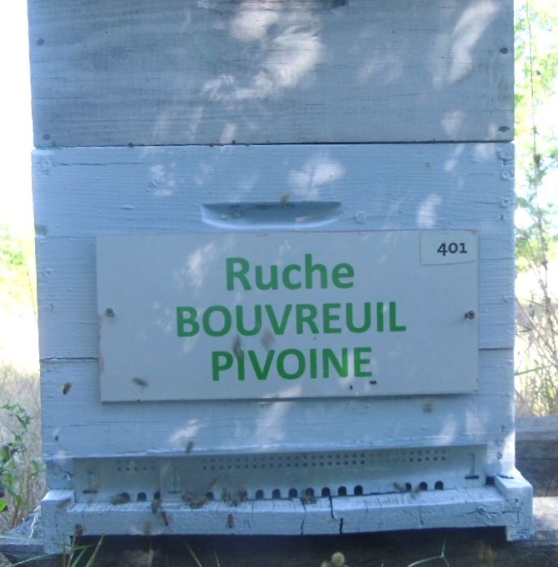 La ruche Bouvreuil pivoine