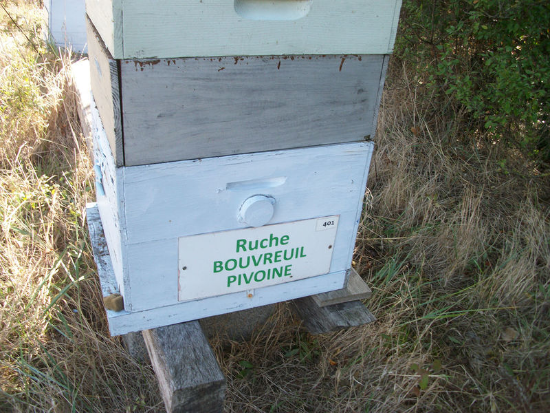 La ruche Bouvreuil pivoine