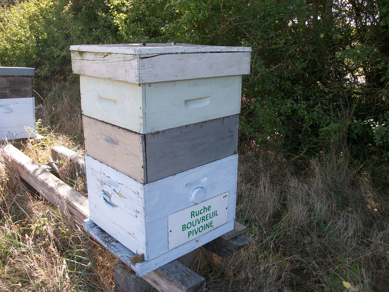 La ruche Bouvreuil pivoine