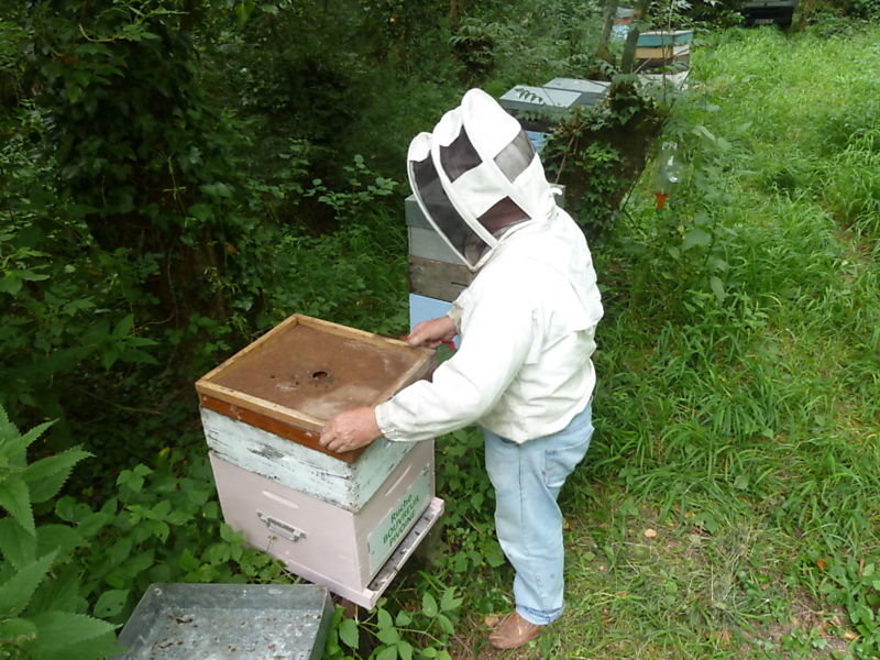 La ruche Bouvreuil pivoine