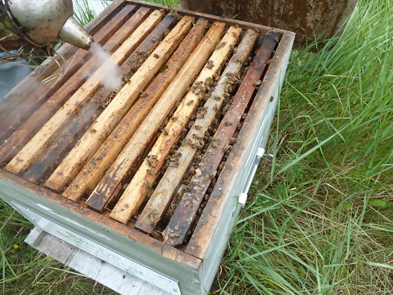 La ruche Bouvreuil pivoine