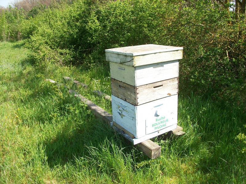 La ruche Bouvreuil pivoine