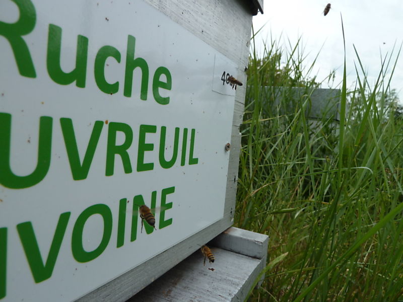 La ruche Bouvreuil pivoine