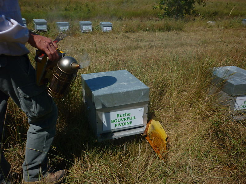 La ruche Bouvreuil pivoine