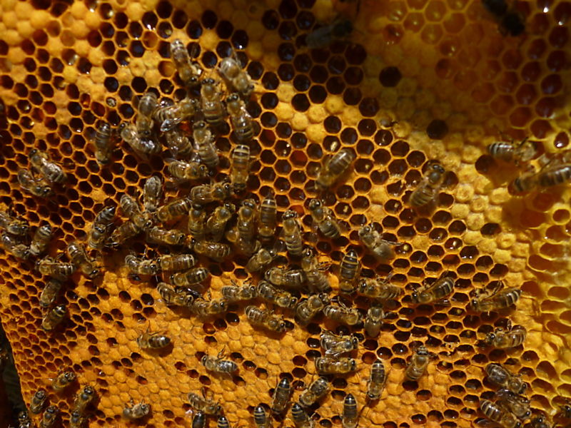 La ruche Bouvreuil pivoine