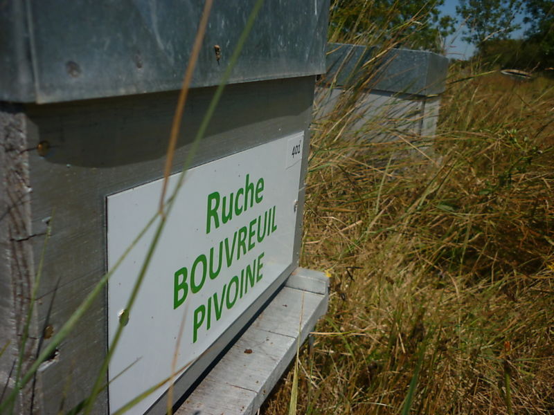 La ruche Bouvreuil pivoine