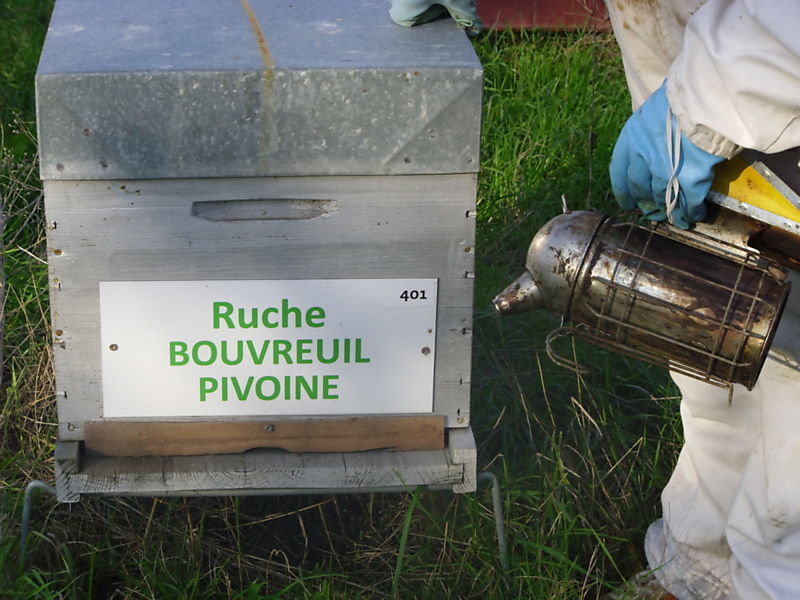 La ruche Bouvreuil pivoine