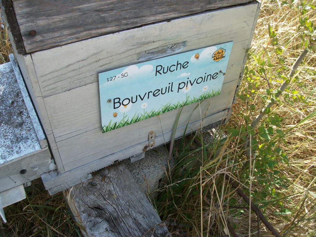La ruche Bouvreuil pivoine