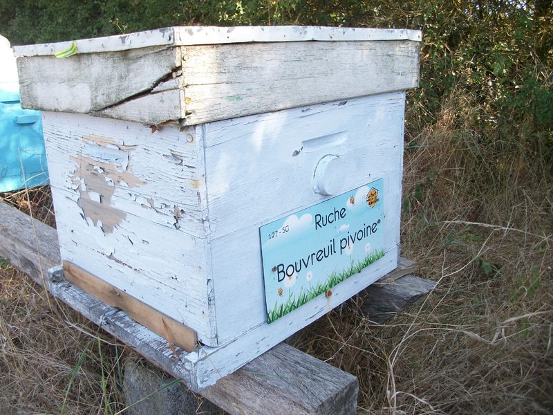 La ruche Bouvreuil pivoine