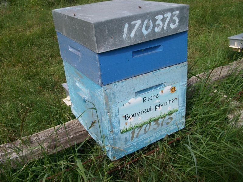 La ruche Bouvreuil pivoine