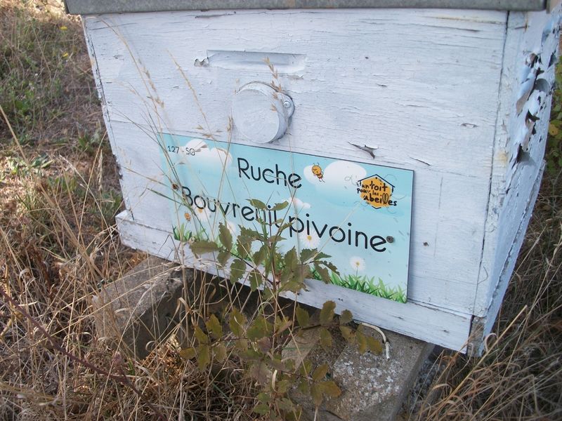 La ruche Bouvreuil pivoine