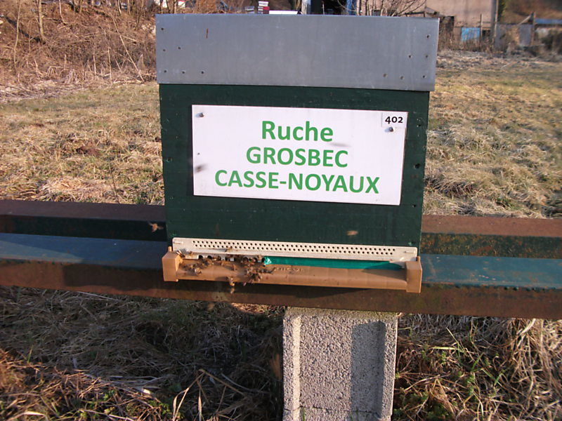 La ruche