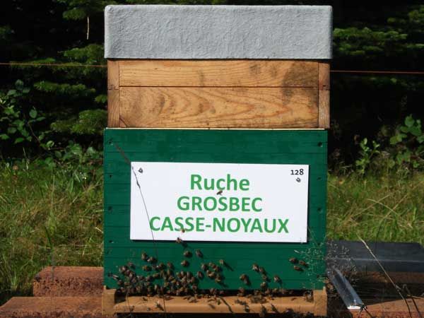La ruche Grosbec casse-noyaux